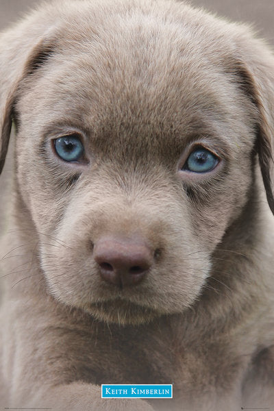 Puppy Blue Eyes