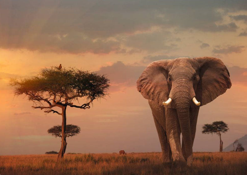 Elephant and Tree