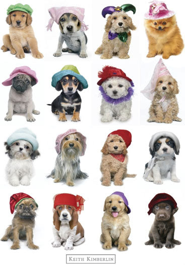 Puppies