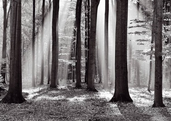 White Woods