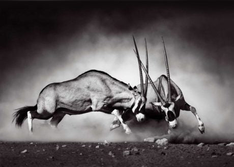 Gemsbok Fight