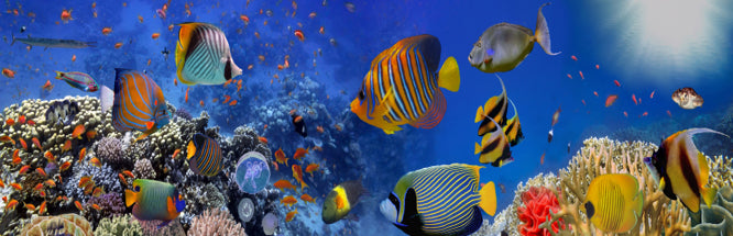 Fishes Under the Sea