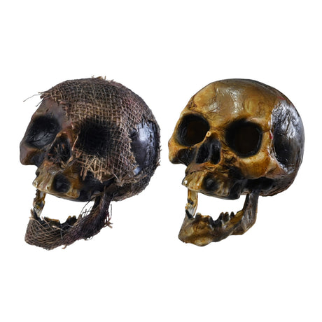 Decaying Skeleton Skull