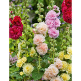 Fothergills Seeds - Hollyhock Charters Double Mixed