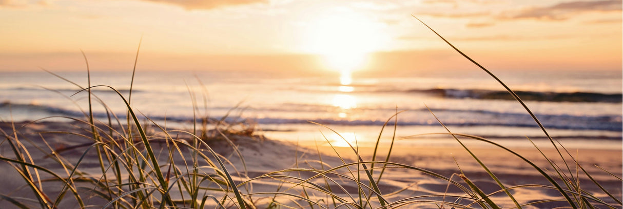 Sea Grass Coastal