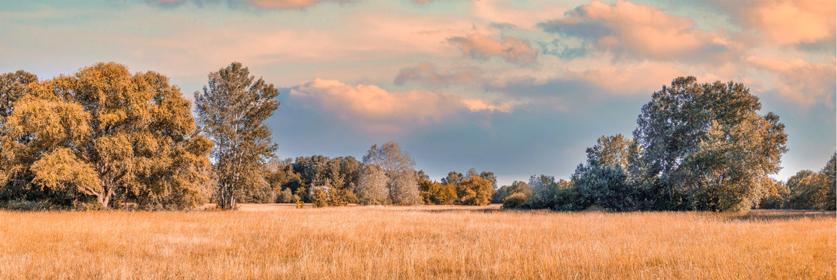 Autumn Sunrise on Meadow 156cm x 60cm / Black