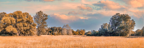 Autumn Sunrise on Meadow 156cm x 60cm / Black