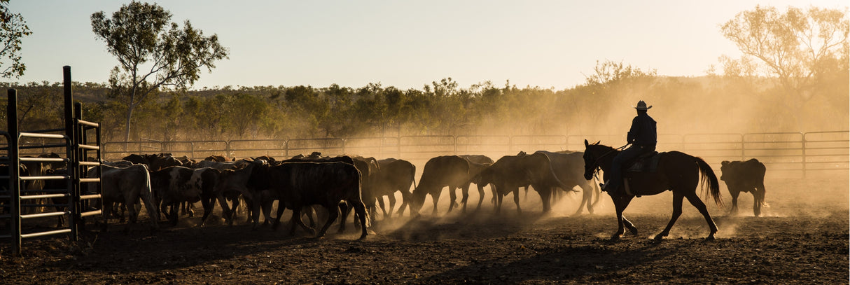 Mustering, Kimberley, WA 156cm x 60cm / Black