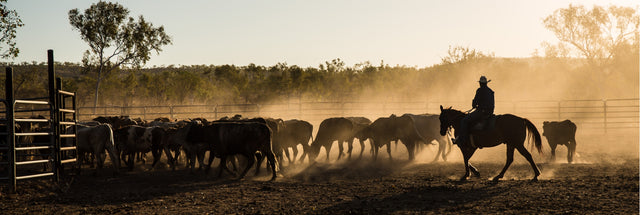 Mustering, Kimberley, WA 156cm x 60cm / Black